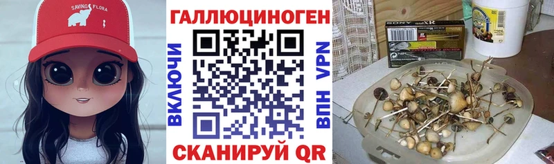 закладки  Лукоянов  Псилоцибиновые грибы Psilocybe 